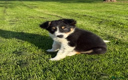 Border Collie dogs for sale: 🖤🤍🤎Fabulous Border Collies 🖤🤍🤎 - Image 14
