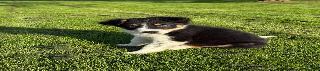 Border Collie Puppy 3