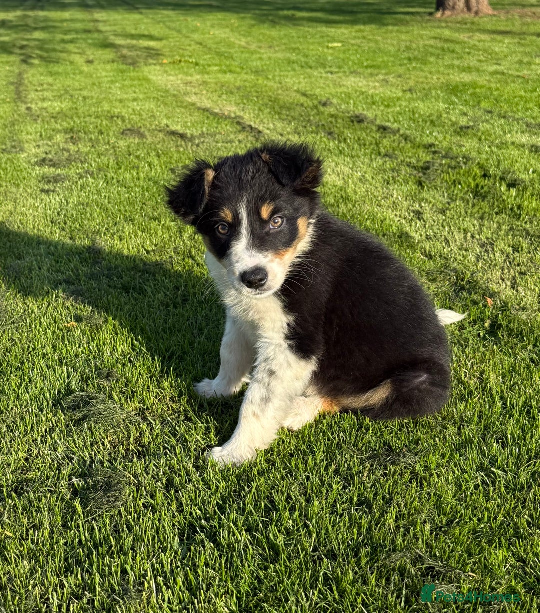 Border Collie dogs for sale: 🖤🤍🤎Fabulous Border Collies 🖤🤍🤎 - Image 14