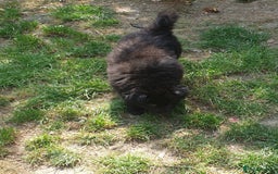 German Shepherd dogs for sale: German Shepherd pups ready end of August  - Image 21