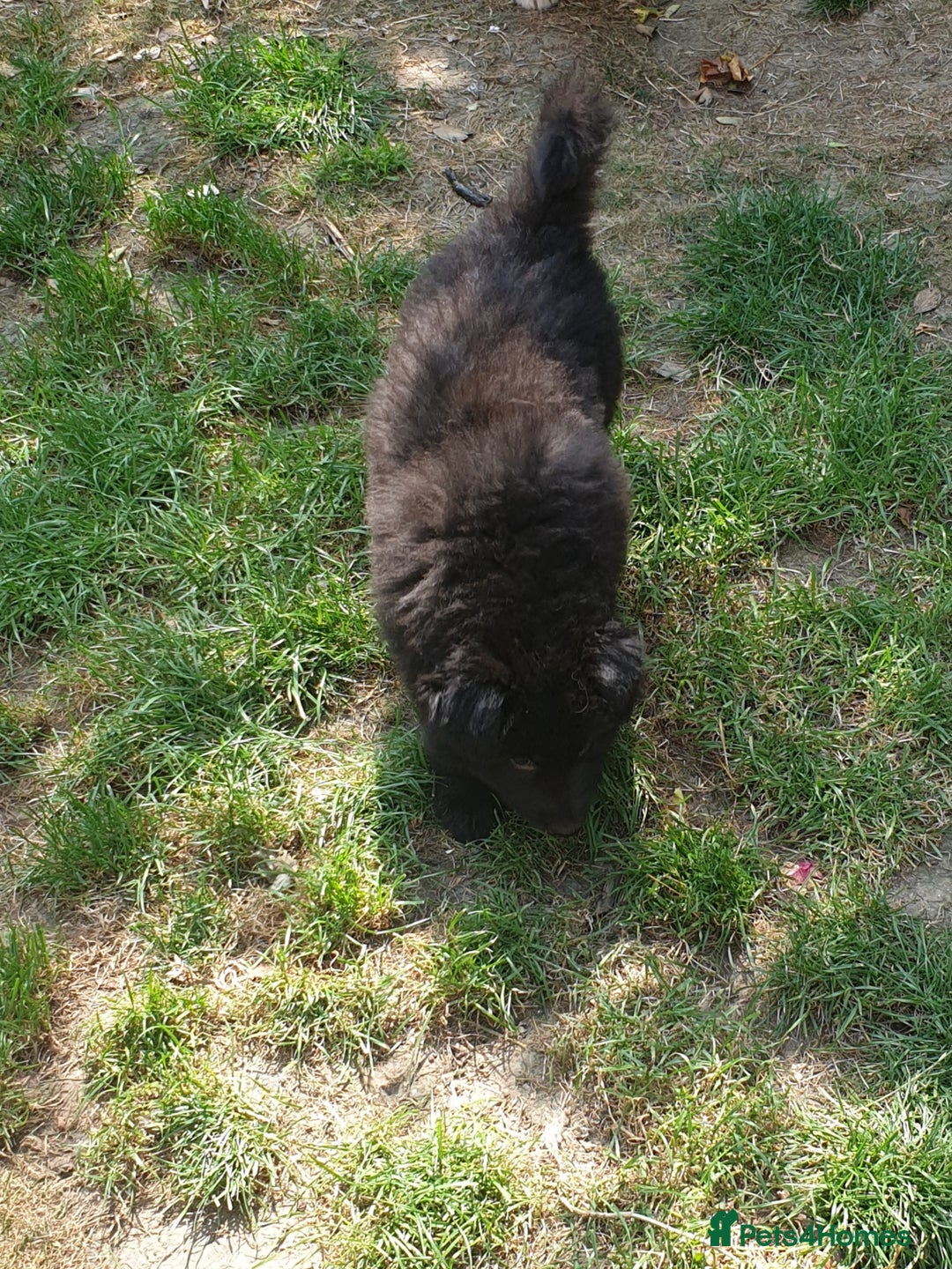 German Shepherd dogs for sale: German Shepherd pups ready end of August  - Image 21