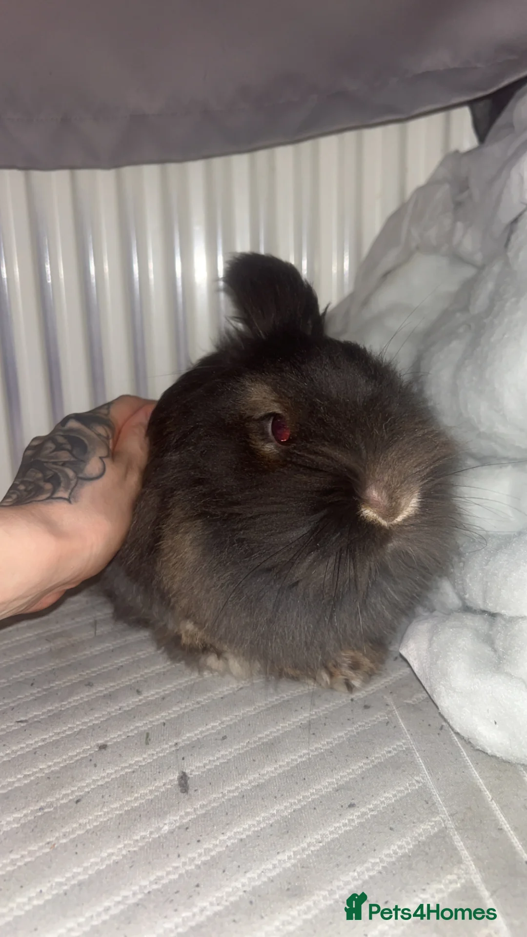 Lionhead rabbits for sale: Pure Lionhead  - Advert 1