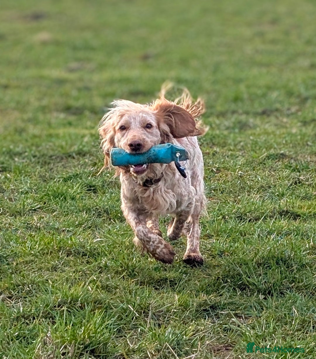 Cocker Spaniel dogs for sale: Working Cocker Spaniel Puppies  - Advert 5