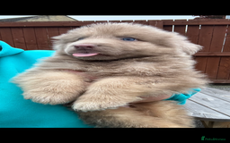 German Shepherd dogs for sale: Beautiful mixed coloured heath tested German sheps - Image 17