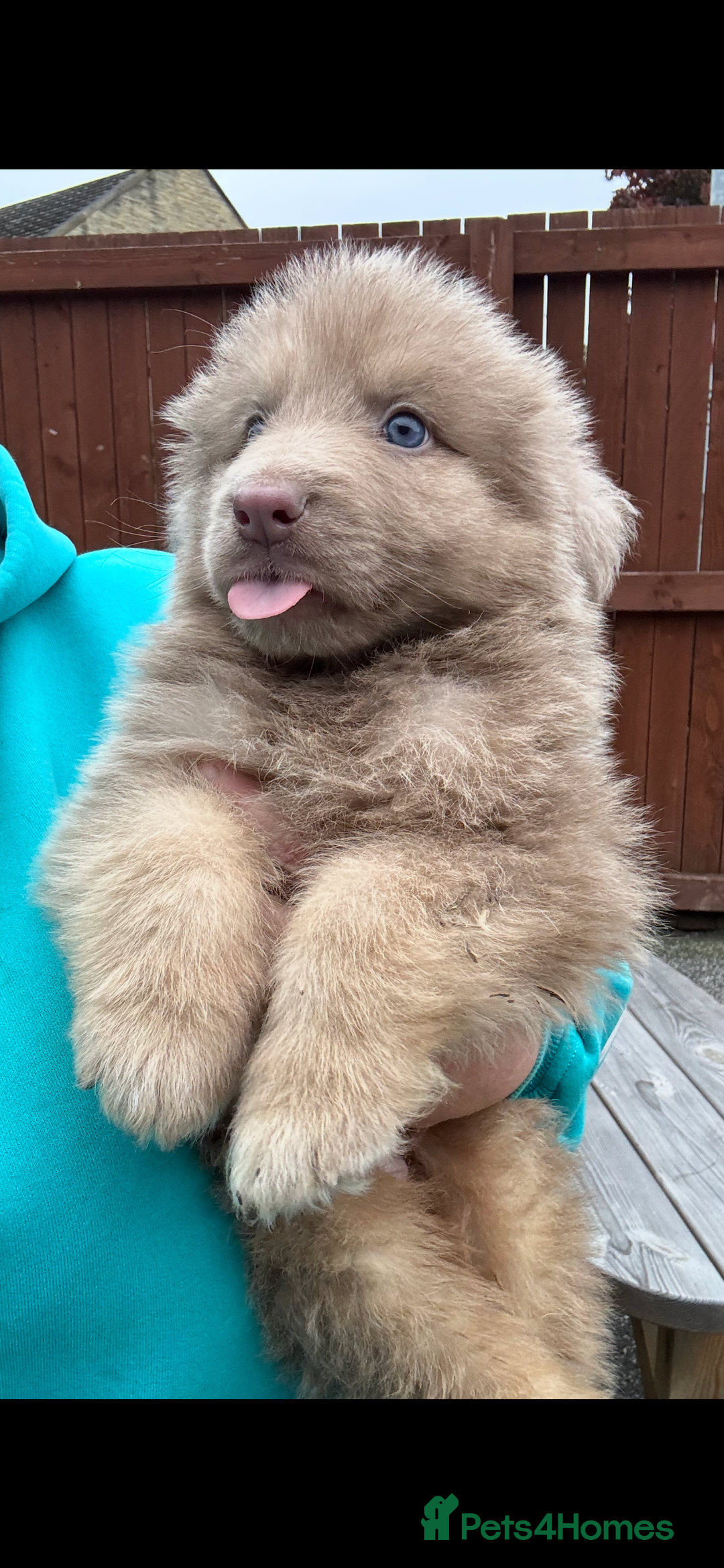German Shepherd dogs for sale: Beautiful mixed coloured heath tested German sheps - Image 17