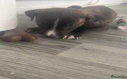 Mixed Breed dogs for sale: Hunter  - Advert 6