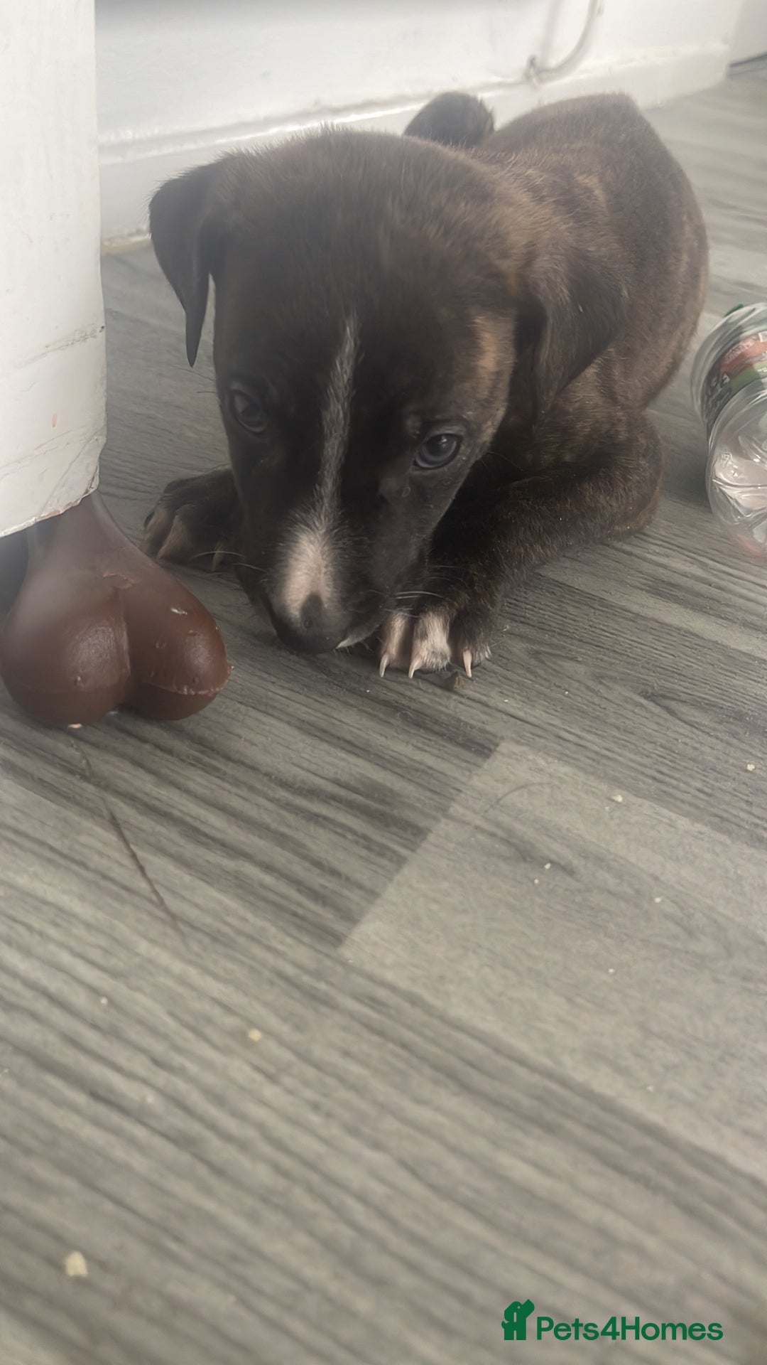 Mixed Breed dogs for sale: Hunter  - Advert 6