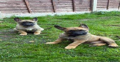 Belgian Shepherd Dog dogs - Advert 9