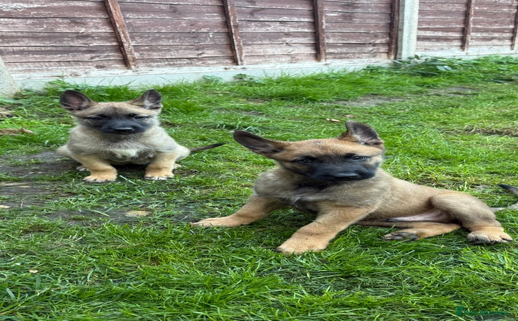 Belgian Shepherd Dog dogs - Advert 2