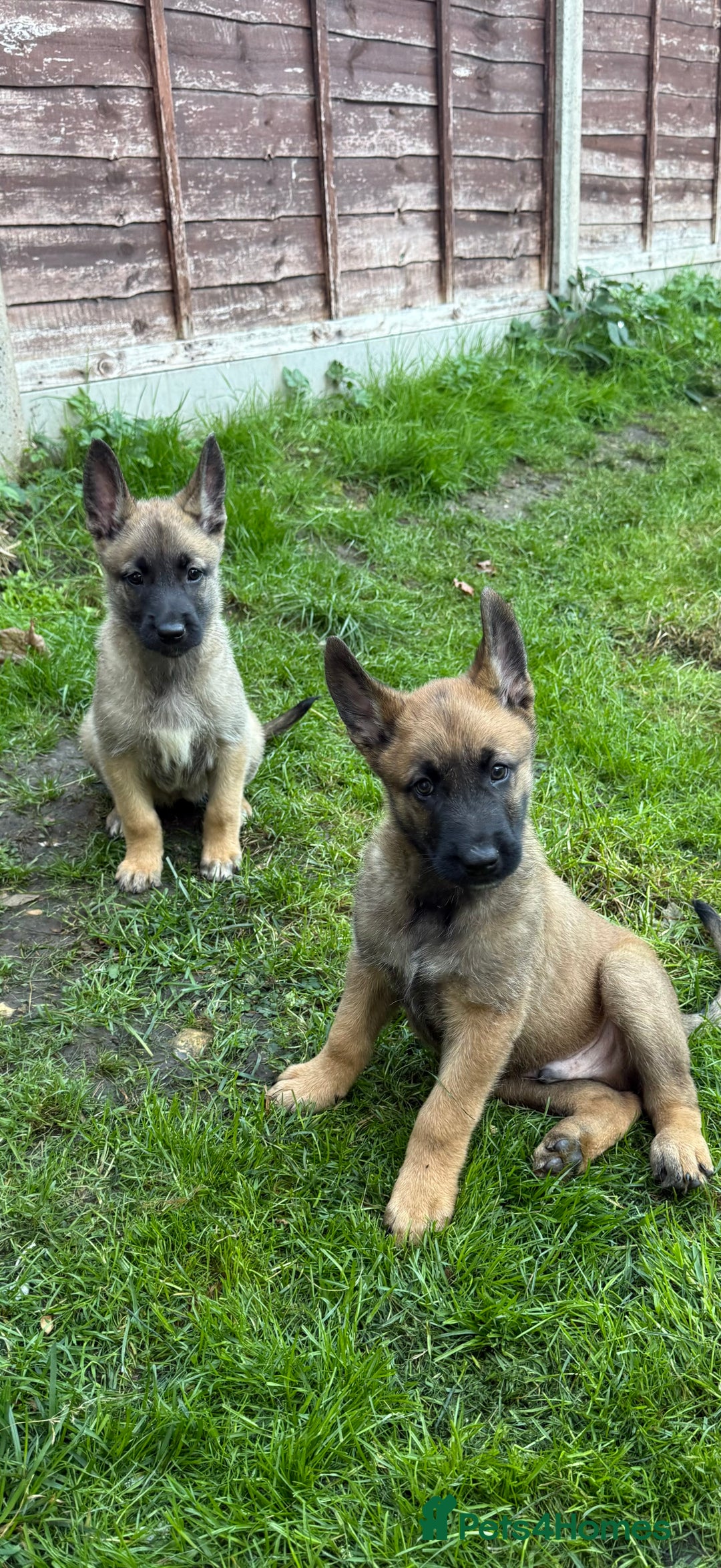 Belgian Shepherd Dog dogs for sale: Top working line puppies  - Image 4