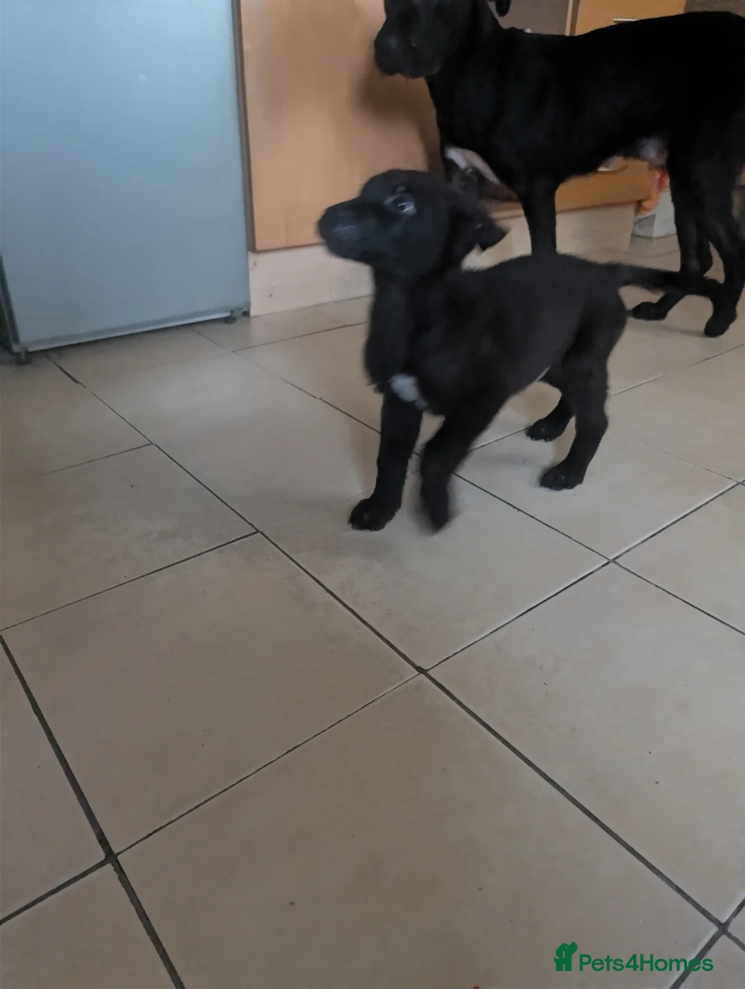 Mixed Breed dogs for sale: Cane corso x German shepherd pups  - Advert 33