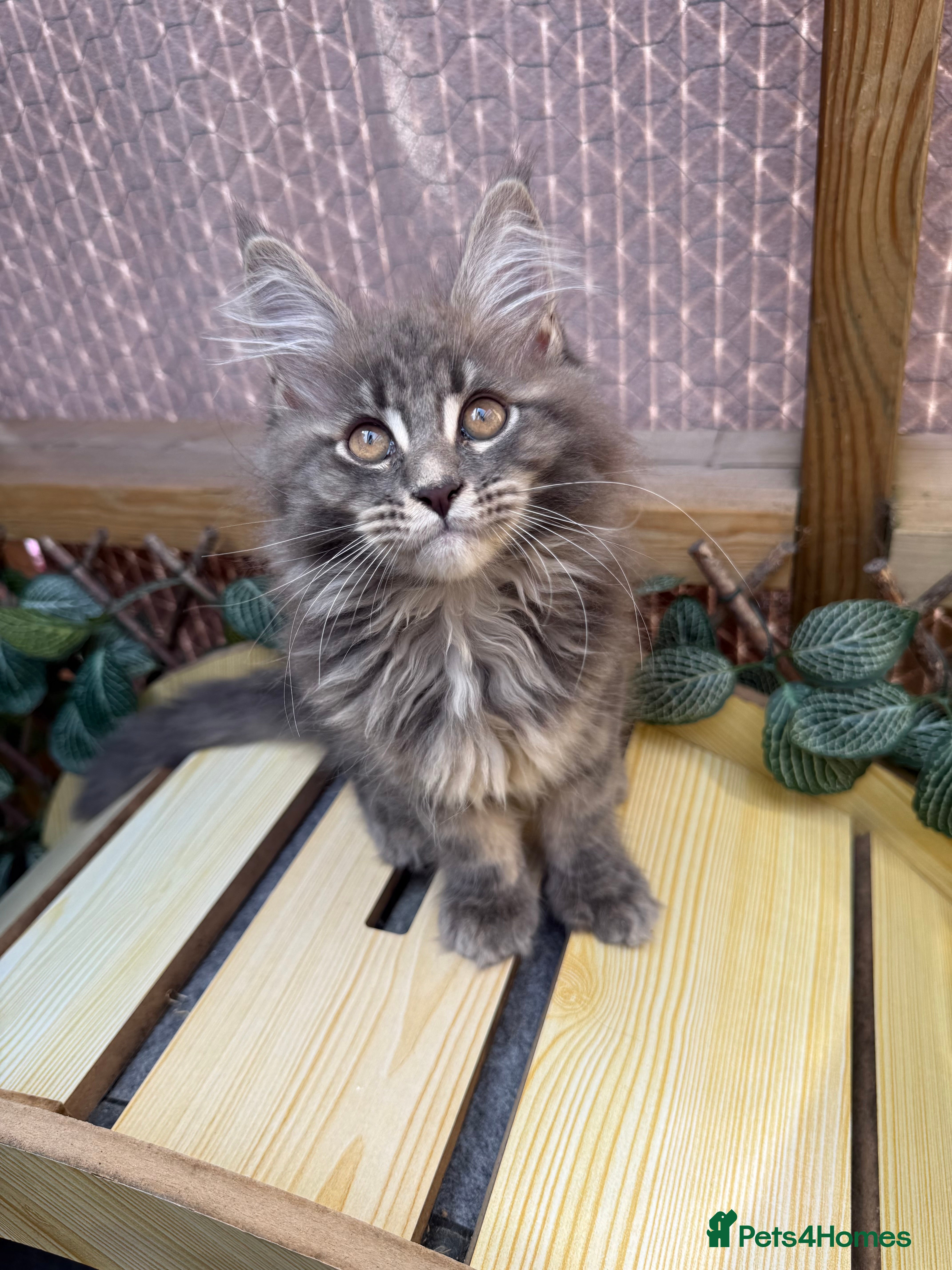 Maine Coon cats Black smoke Maine coon kittens champion blood line - Advert 2