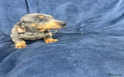 Dachshund dogs for sale: 9 beautiful dachshunds ready too leave in 2 weeks  - Image 7