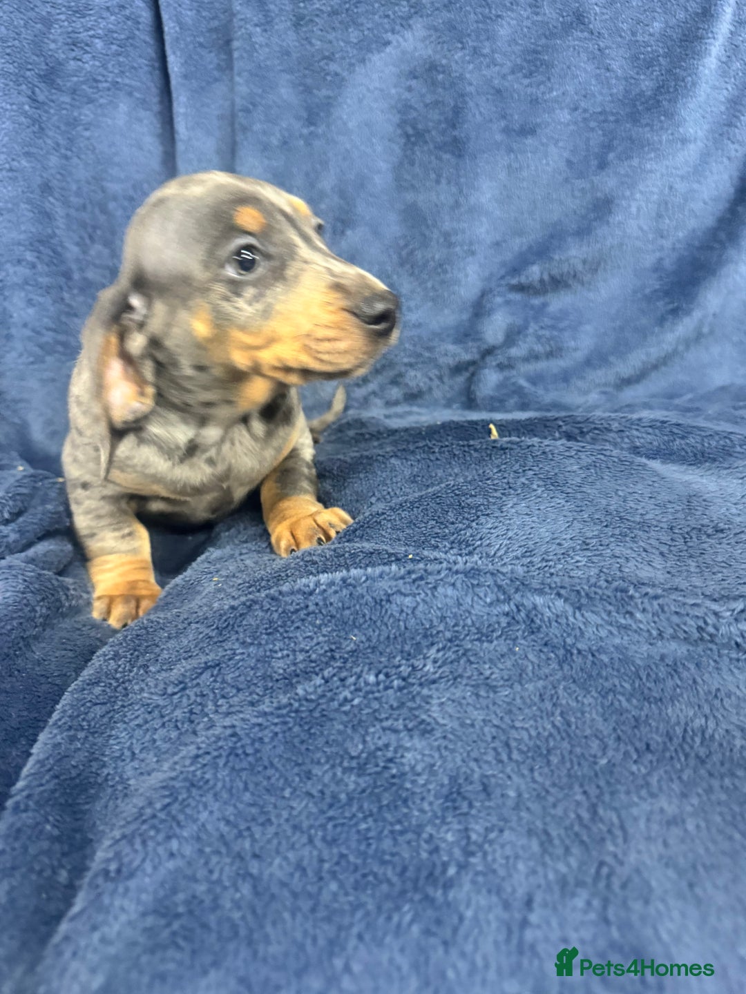 Dachshund dogs for sale: 9 beautiful dachshunds ready too leave in 2 weeks  - Image 7