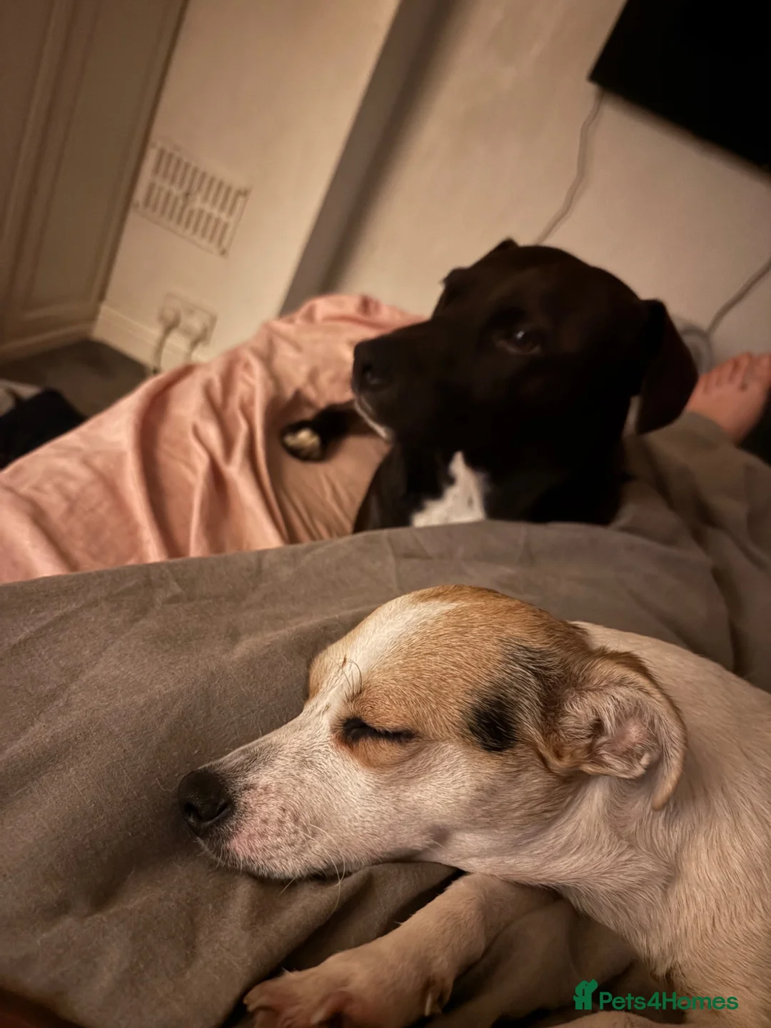 Patterjack dogs for sale: Male and Female Patterjack pups  in Rotherham - Advert 7