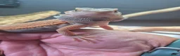 Bearded Dragon reptiles for sale: Baby bearded dragons  - Advert 14