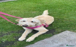 Mixed Breed dogs for sale: Doxiepoos  - Image 15