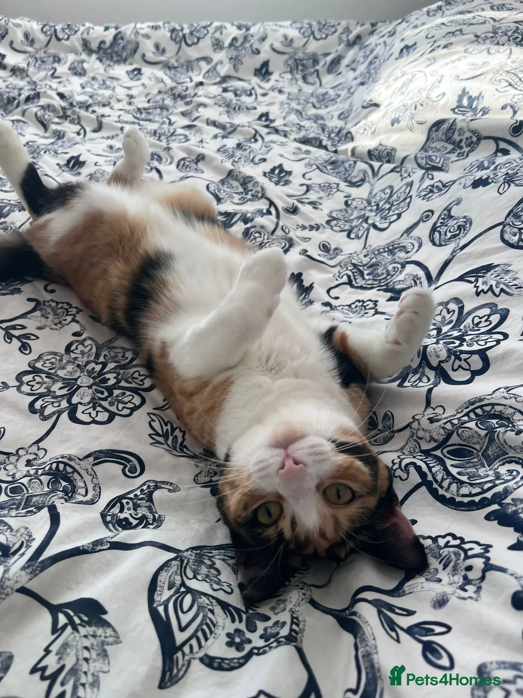 Mixed Breed cats for sale: Beautiful Calico female  in Ruislip - Advert 1