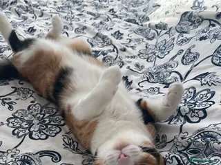 Mixed Breed cats Beautiful Calico female - Advert 9