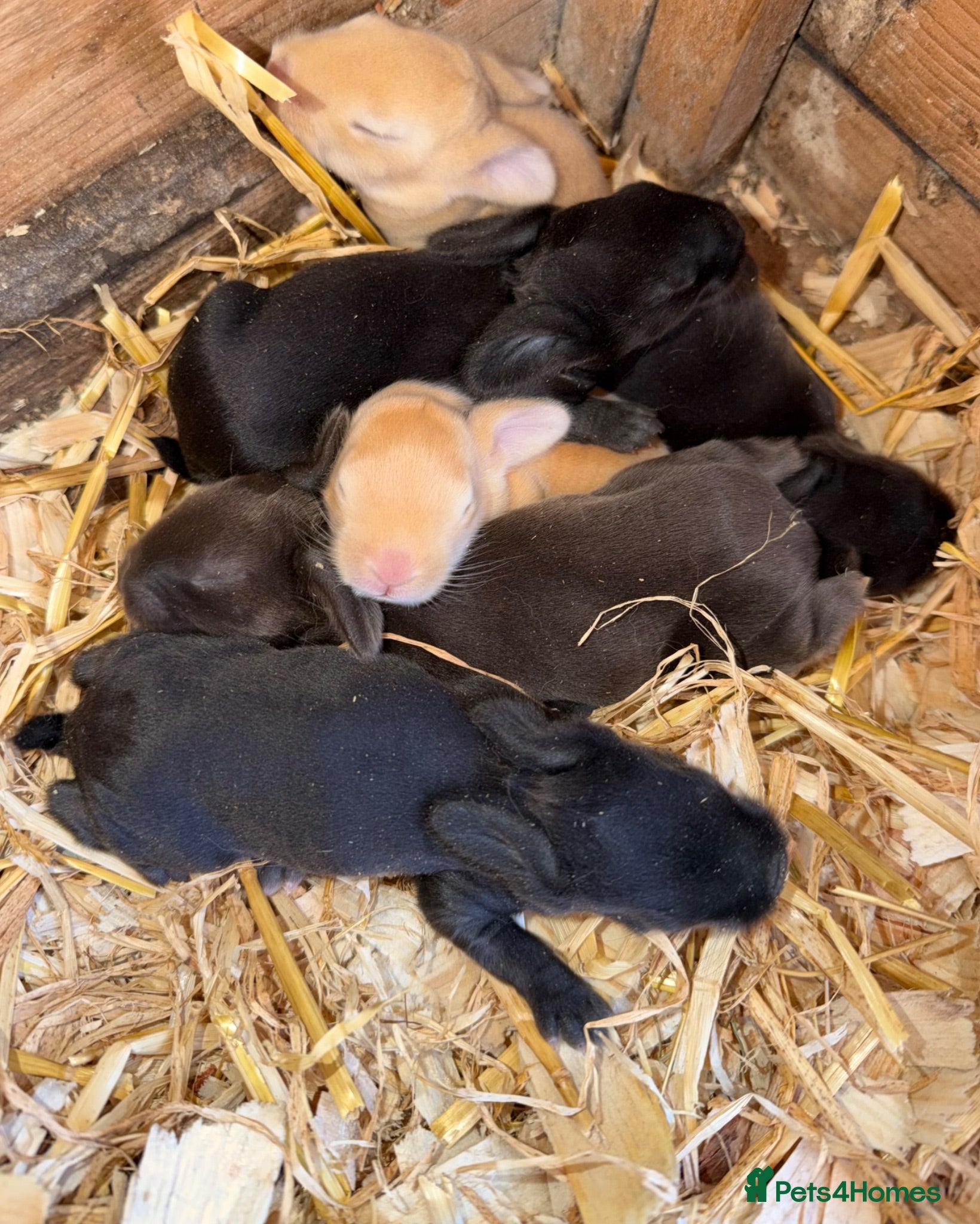 Mixed Breed rabbits Continental giants x French lop  - Advert 2
