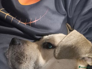 Mixed Breed dogs Bella in Nottingham - Advert 2