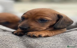 Miniature Dachshund dogs for sale: Beautiful short haired miniature dachshunds in Melton Mowbray - Image 1