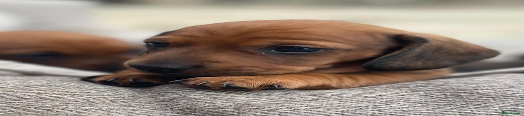Miniature Dachshund Puppy 4