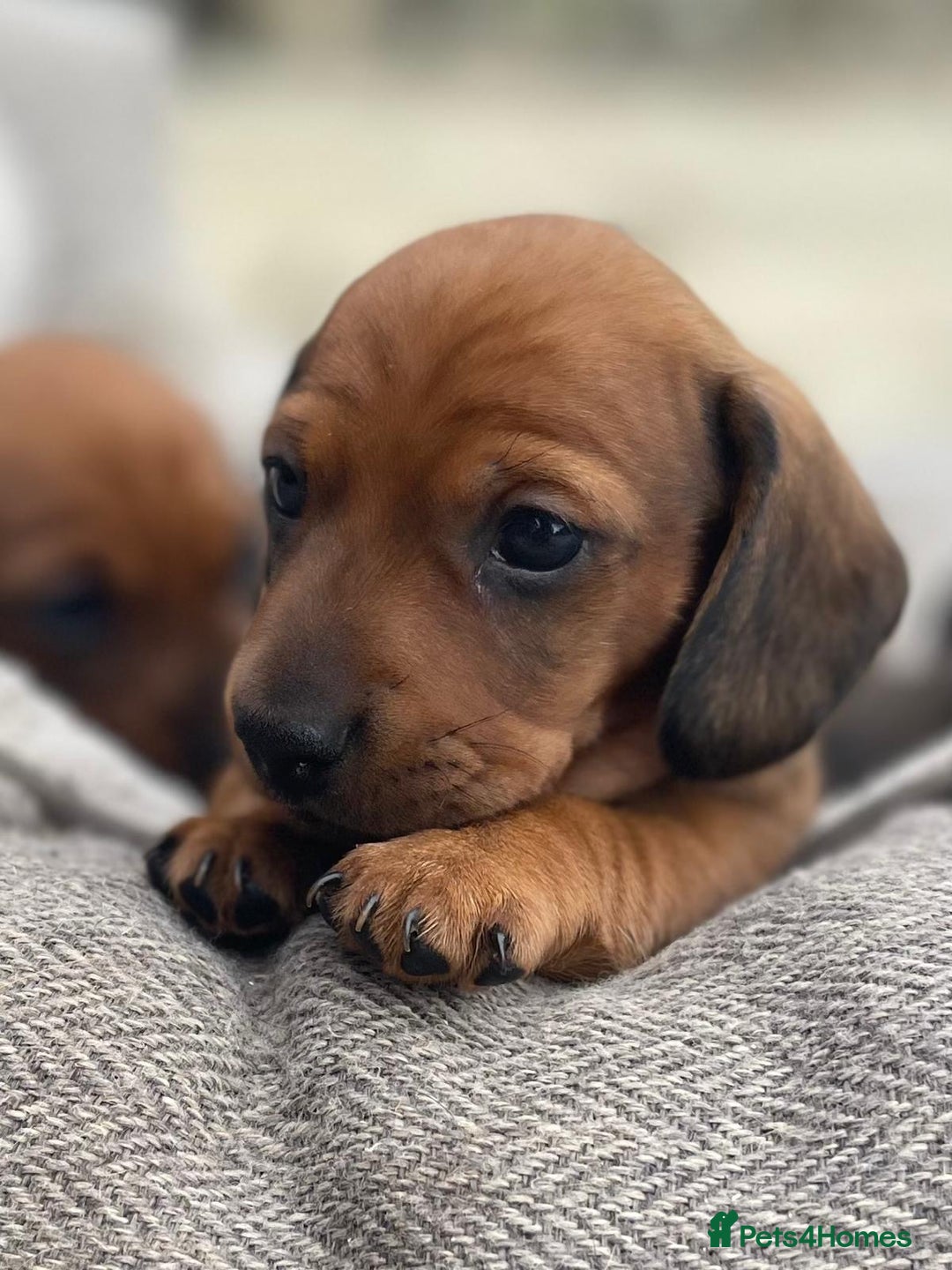 Miniature Dachshund dogs for sale: Beautiful short haired miniature dachshunds in Melton Mowbray - Image 1