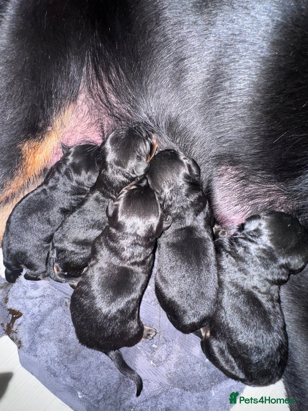 Rottweiler dogs for sale: KC Rottweiler puppies  - Advert 7