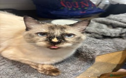 Ragdoll cats for sale: 2 Year old Ragdoll  - Image 3