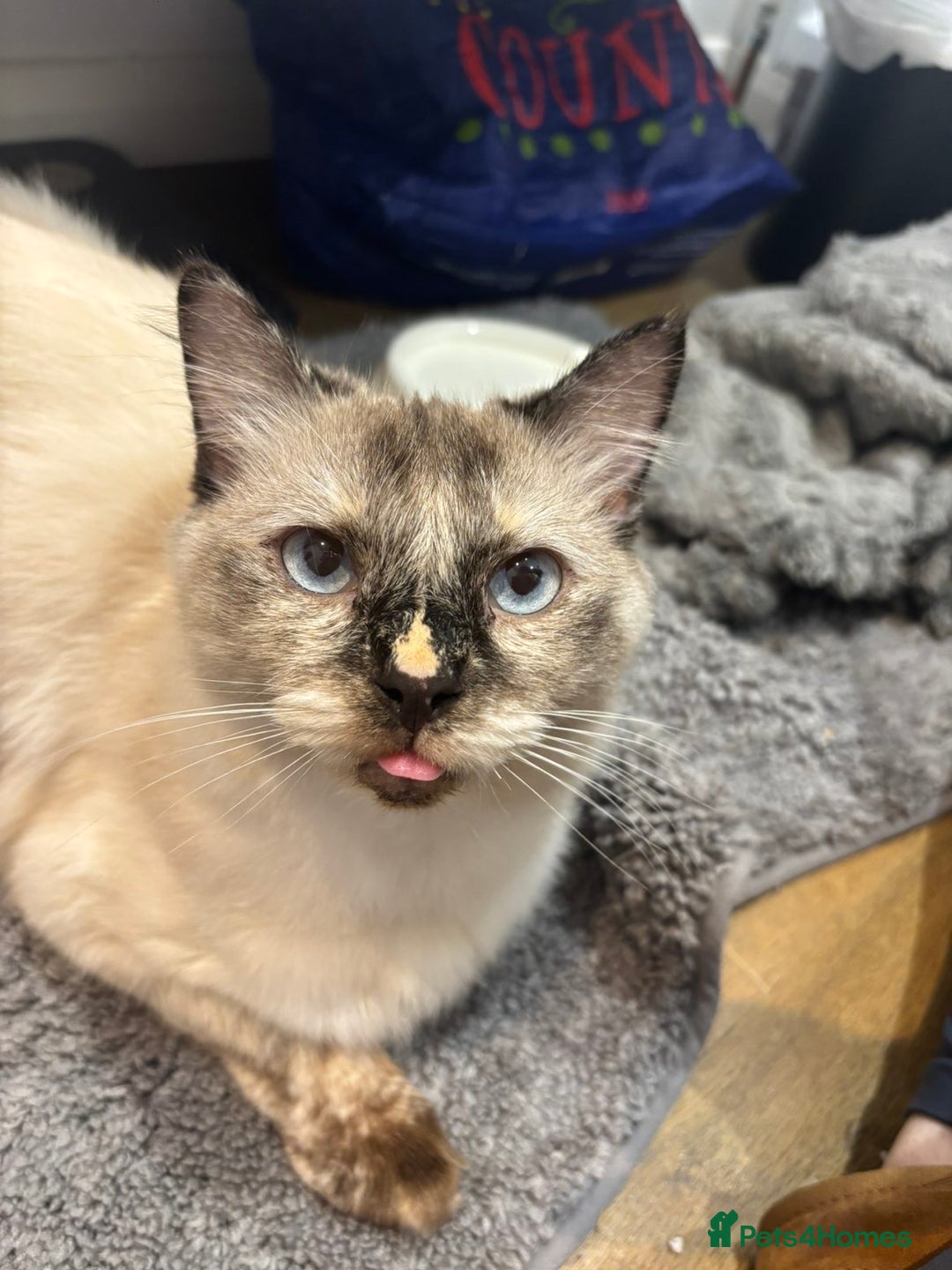 Ragdoll cats for sale: 2 Year old Ragdoll  - Image 3