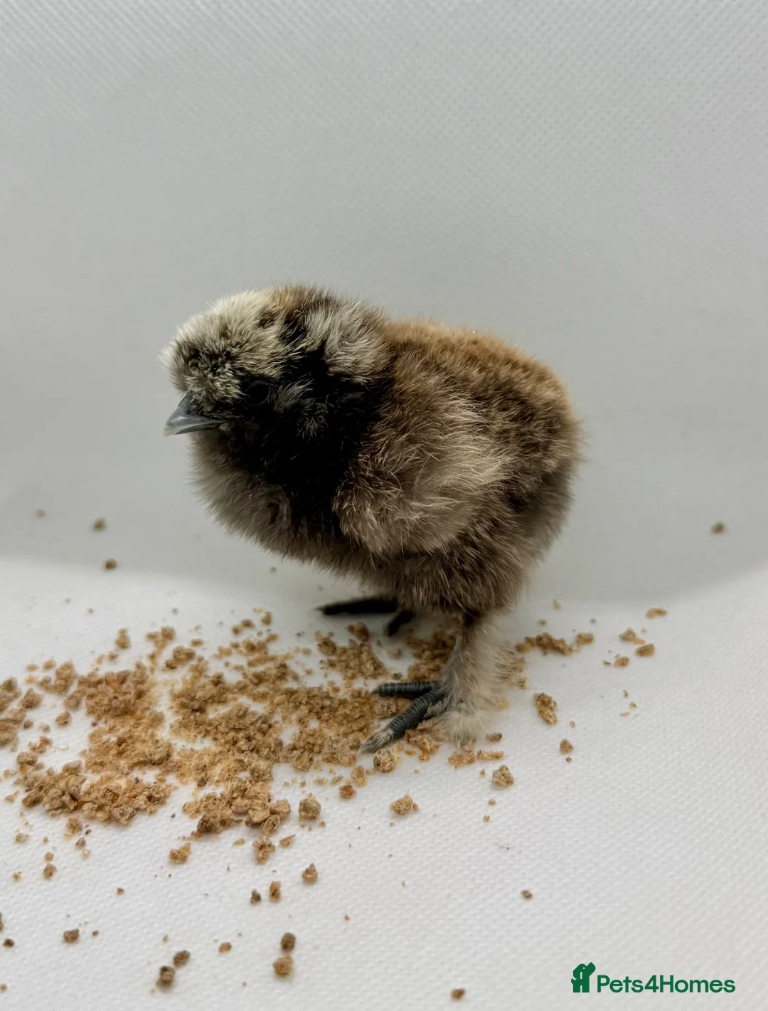 Chickens poultry for sale: Adorable week old chicks - silkies & some mixed  - Advert 2