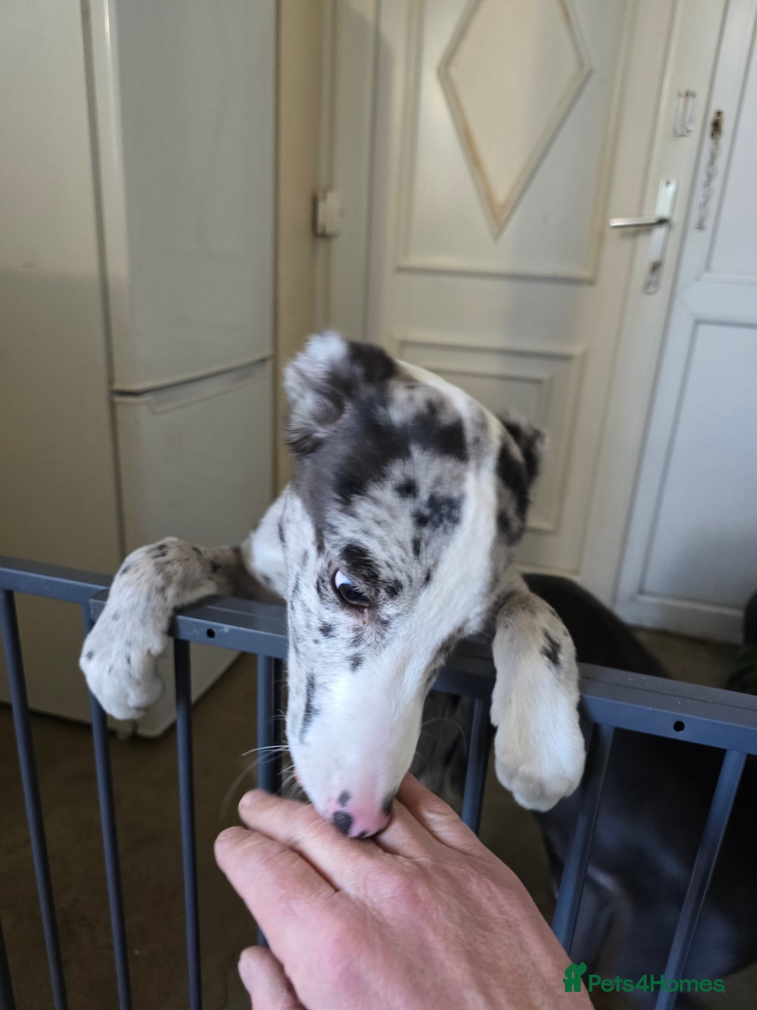 Mixed Breed dogs for sale: Collie whippet  - Advert 5