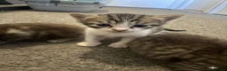 Mixed Breed cats for sale: Stunning Mixed Breed Kittens – Ready June 23rd🐾🐾 - Advert 3