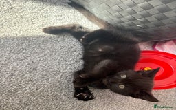 Bombay cats for sale: 1 Male 1 Female Bombay Mix kitten  - Image 7