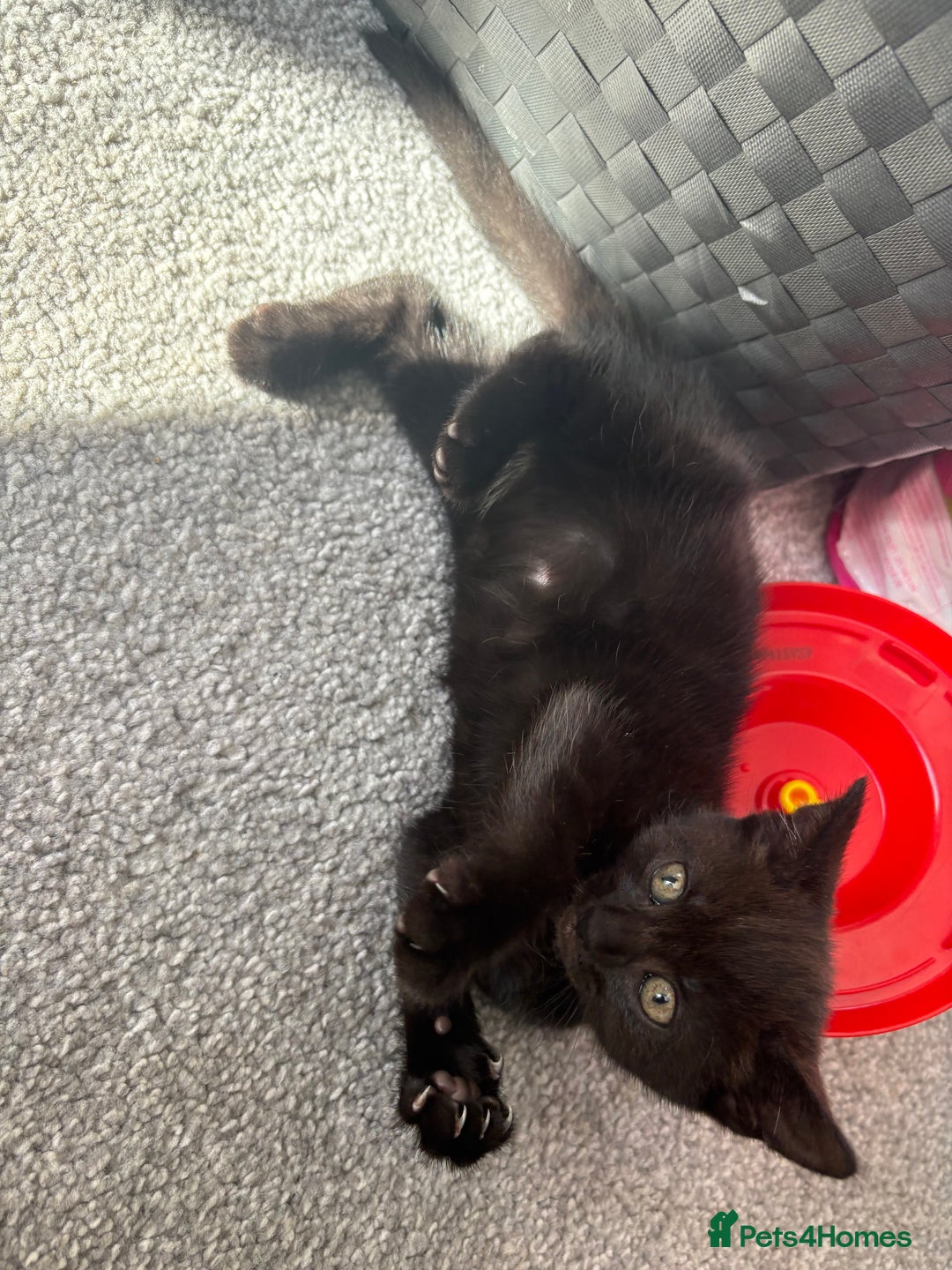 Bombay cats for sale: 1 Male 1 Female Bombay Mix kitten  - Image 7