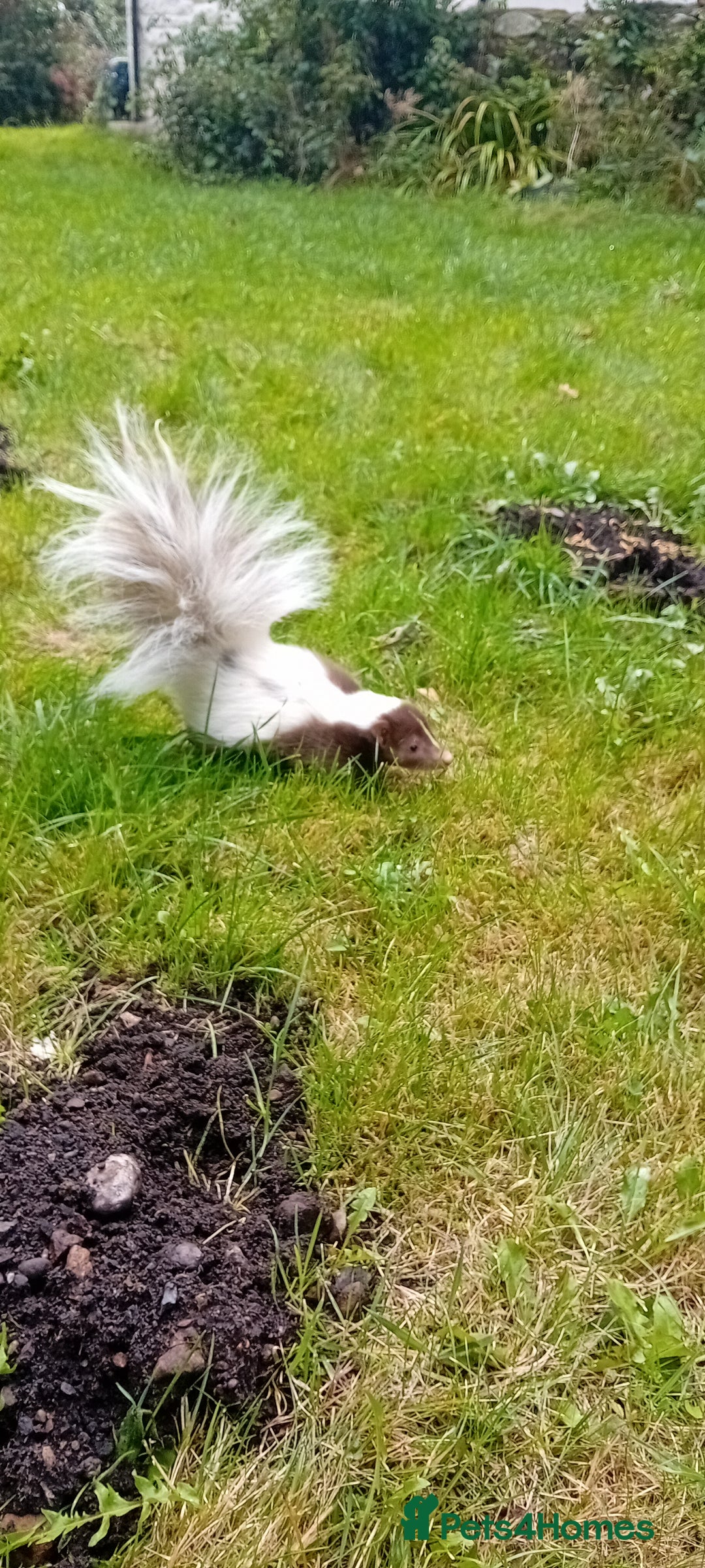 Mixed Breed rodents for sale: Skunk  - Advert 2