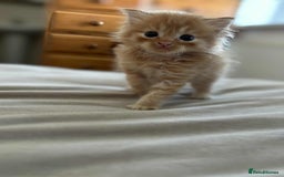 Persian cats for sale: Persian x ragdoll - Image 2