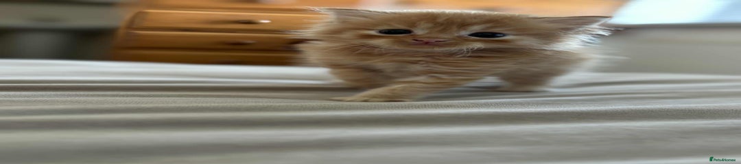 Persian Kitten 1
