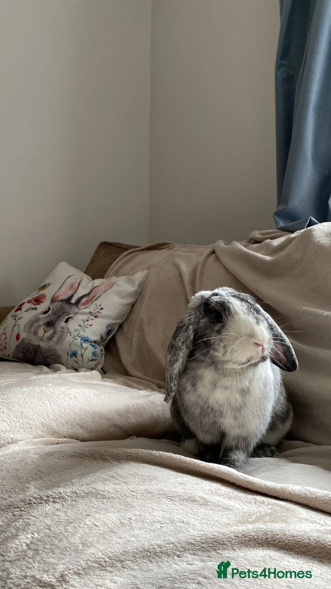 Mixed Breed rabbits for sale: Loving Indoor Rabbit Looking for Forever Home in Chester - Advert 6