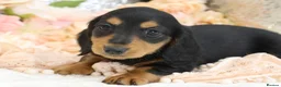 Miniature Dachshund dogs for sale: KC Miniature Dachshund Longhair Puppies - Advert 20