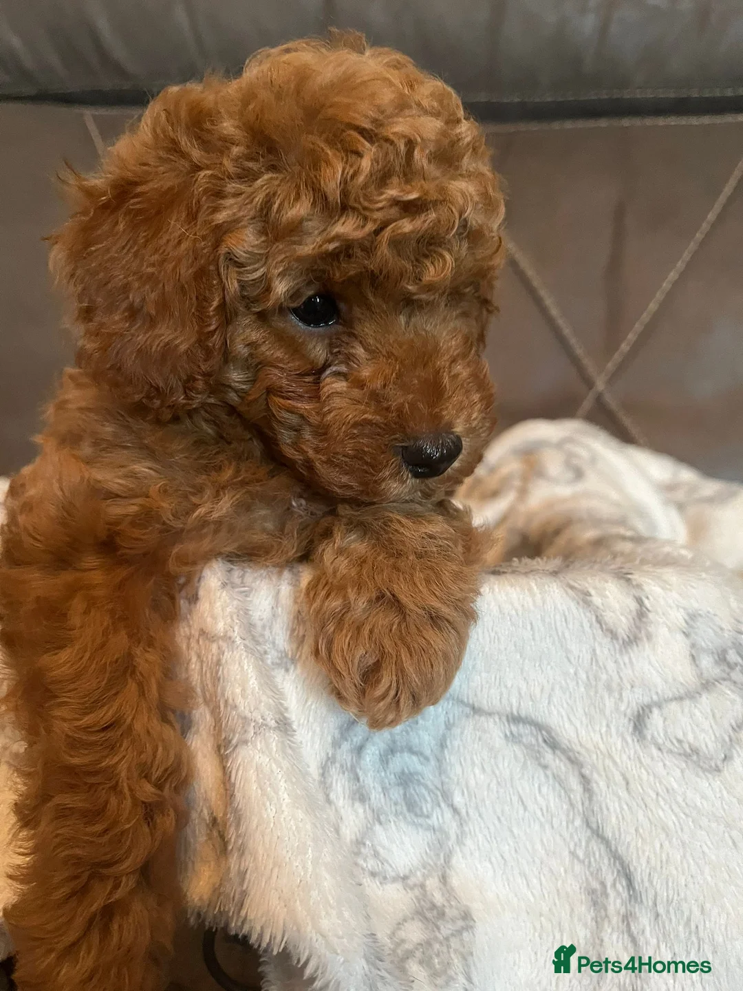 Toy Poodle dogs for sale: Stunning Toy Poodle Boy – Fully Vaccinated - Advert 10