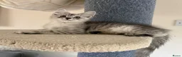 Maine Coon cats for sale: Mackerel tabby boys  - Advert 4