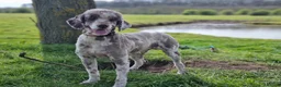 Bernedoodle dogs for sale: Merle Bernedoodle Available  - Advert 10