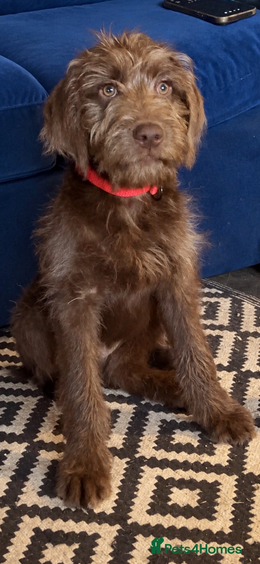 Labradoodle dogs for sale: Beautiful Chunky Chocolate Labradoodles - Advert 2