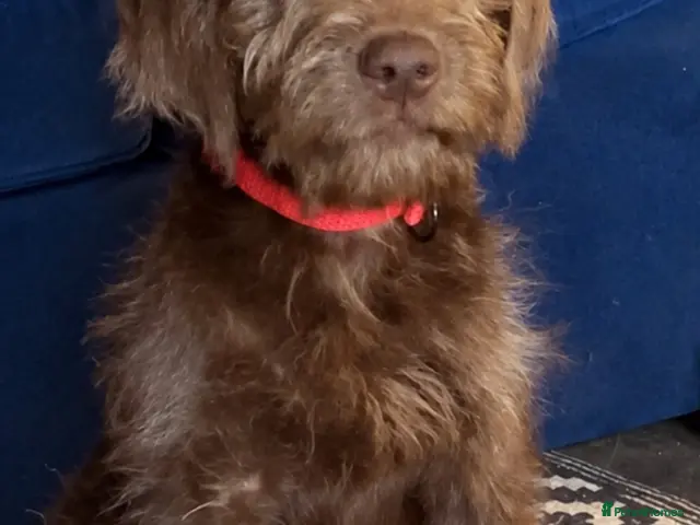 Labradoodle dogs for sale: Beautiful Chunky Chocolate Labradoodles - Advert 2