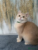 British Shorthair cats British shorthair golden TICA - Advert 8