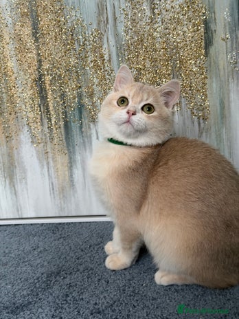 British Shorthair cats British shorthair golden TICA - Advert 1