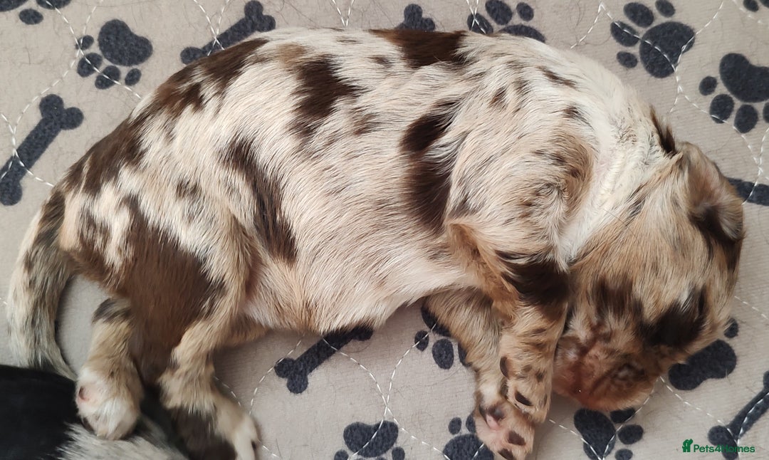 Sprocker dogs for sale: STRIKING SPROCKER SPANIEL PUPPIES  - Image 10
