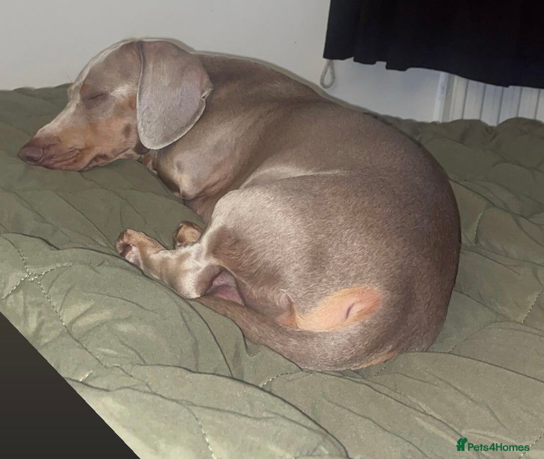 Miniature Dachshund dogs for stud: Isabella Blue Dachshund  - Advert 8